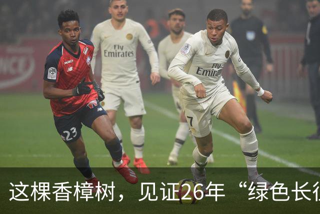 这棵香樟树，见证26年“绿色长征”